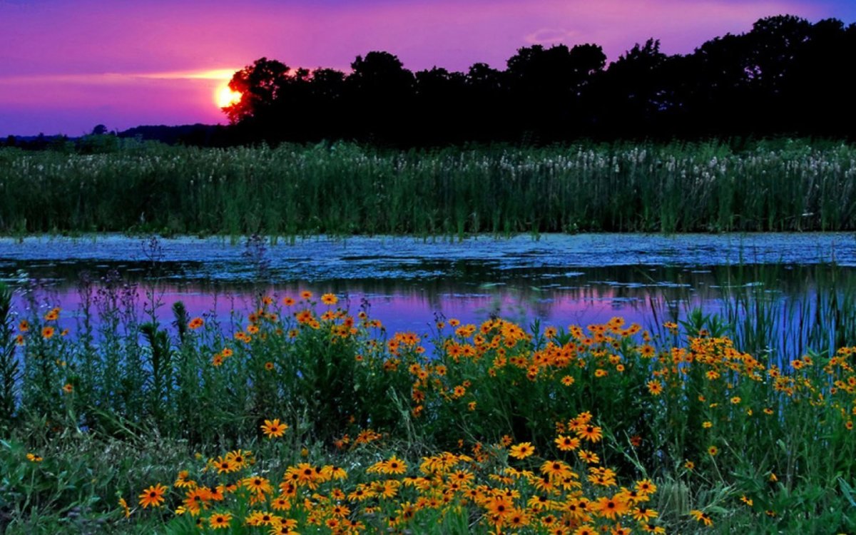 Лето вечер природа