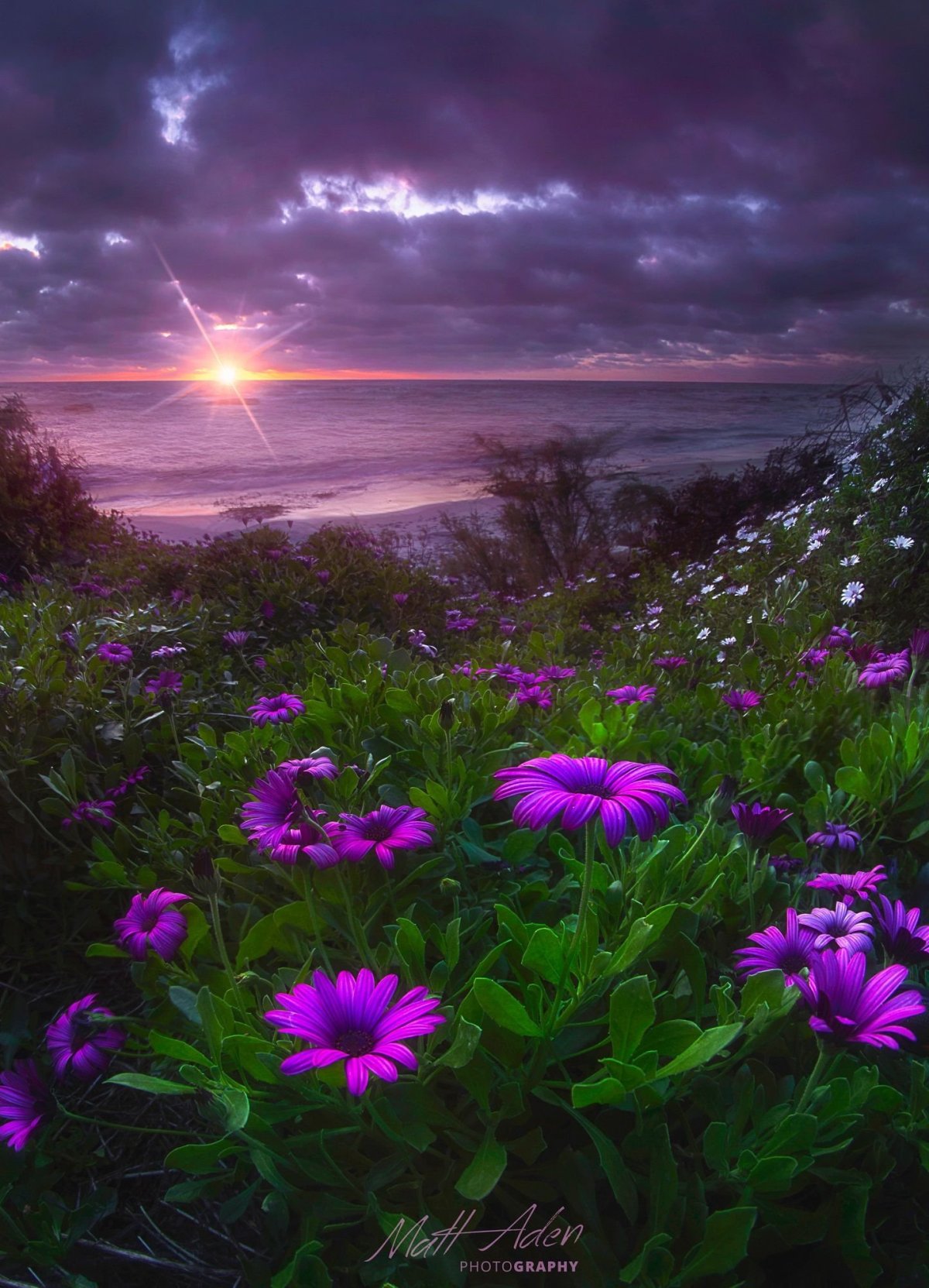 Лиловый рассвет