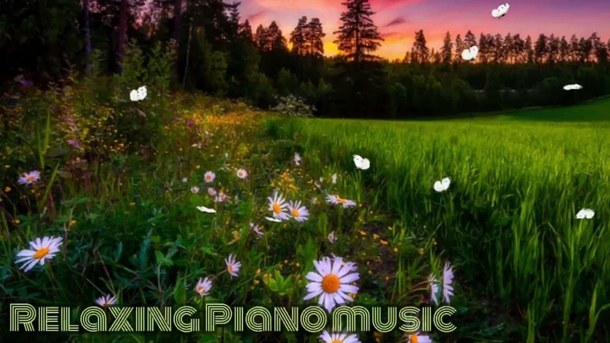 Поляна ромашек