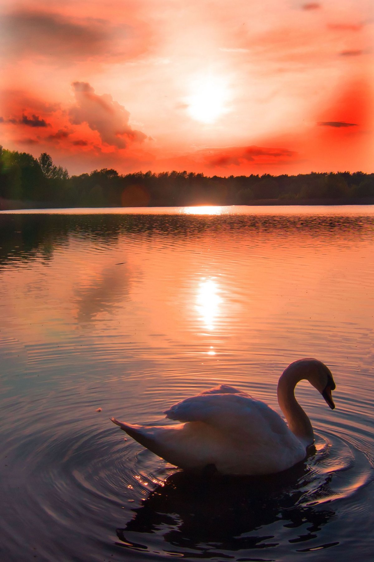 Лебеди на закате солнца