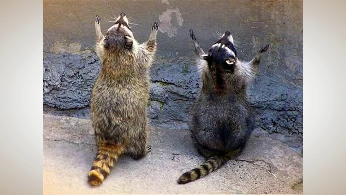 Енот молится