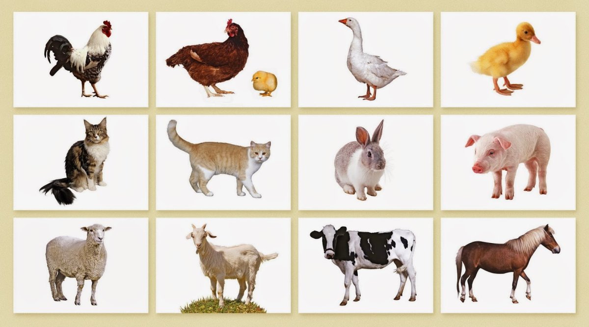 Ljvfiybtживотные для детей