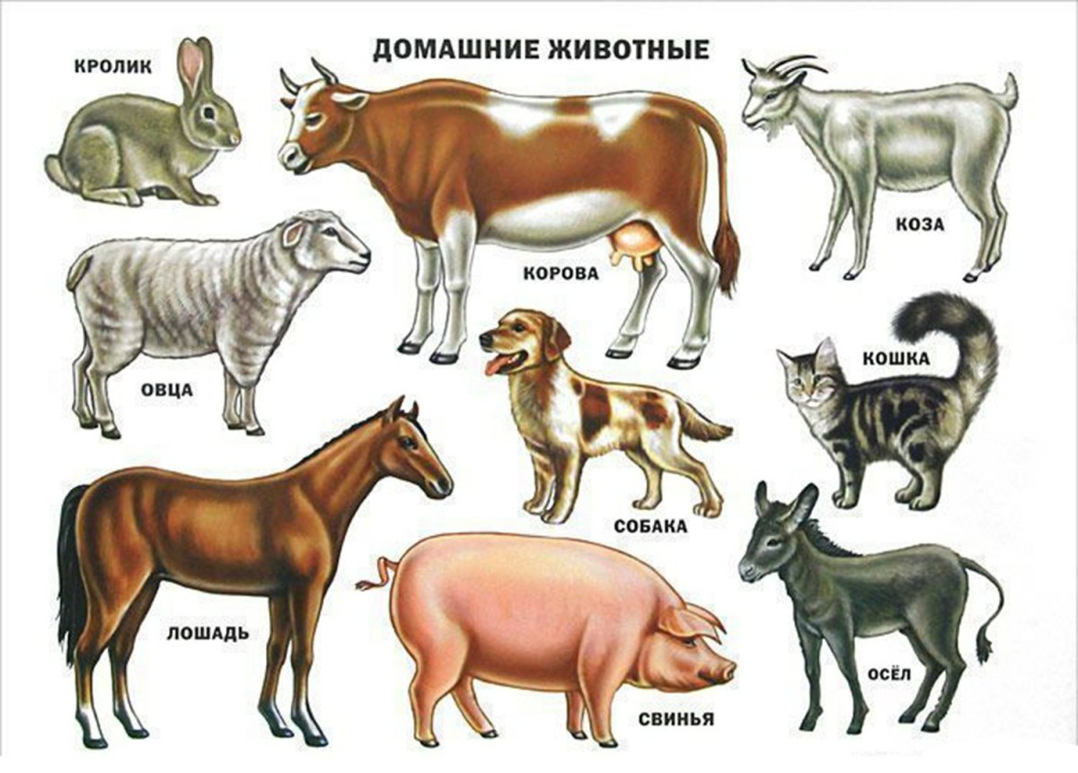 Домашние животные для детей
