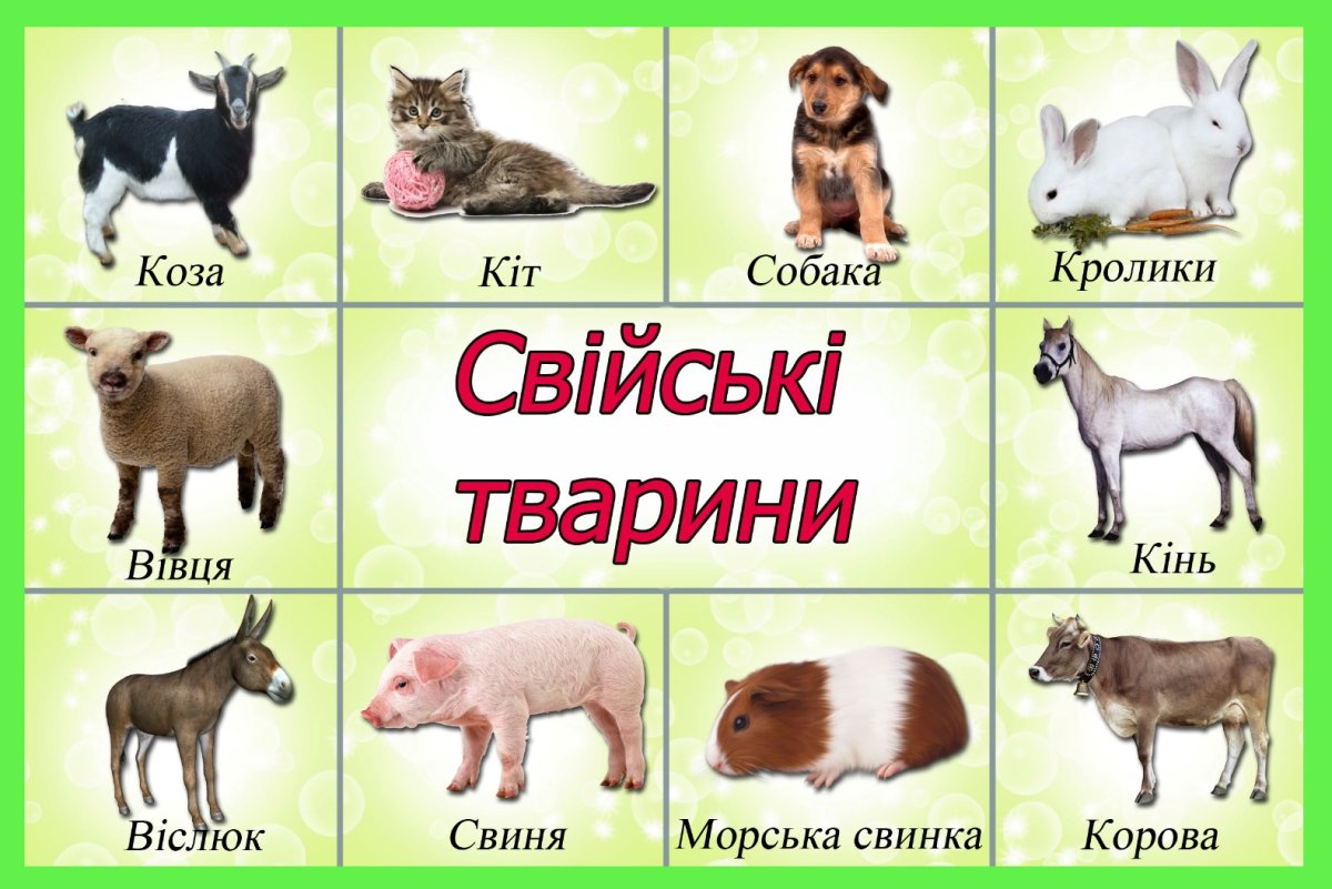 Домашние животные для детей