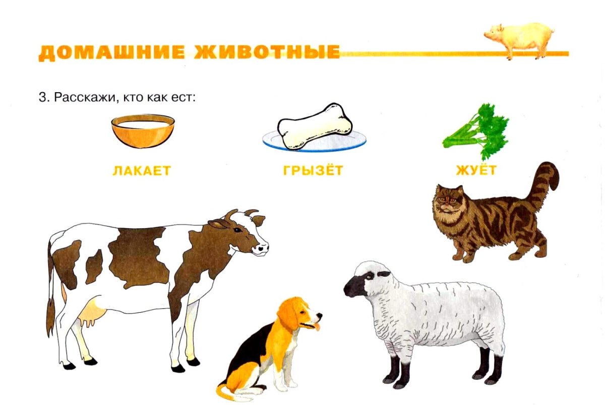 Занятие для детей домашние животные