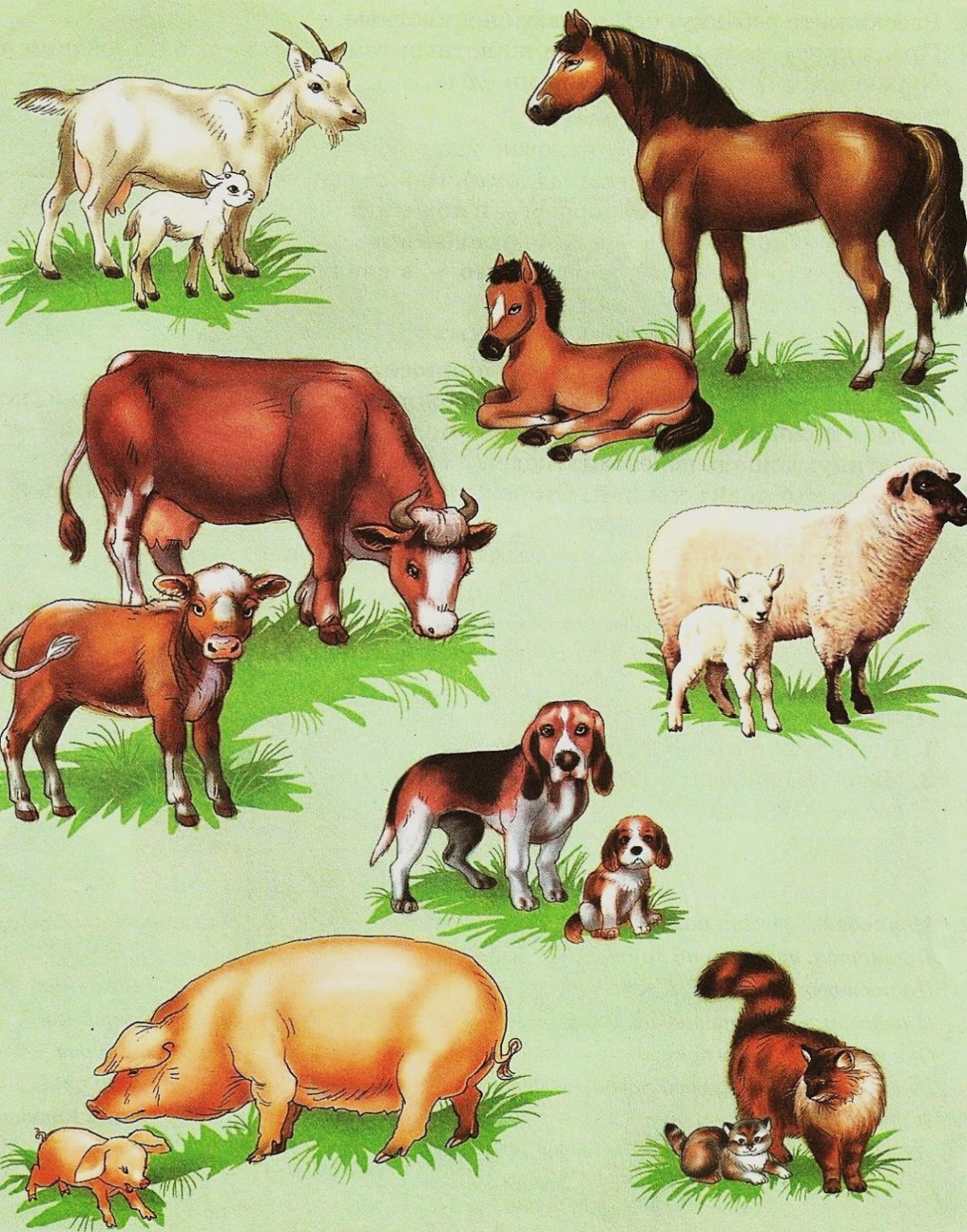 Домашние животные