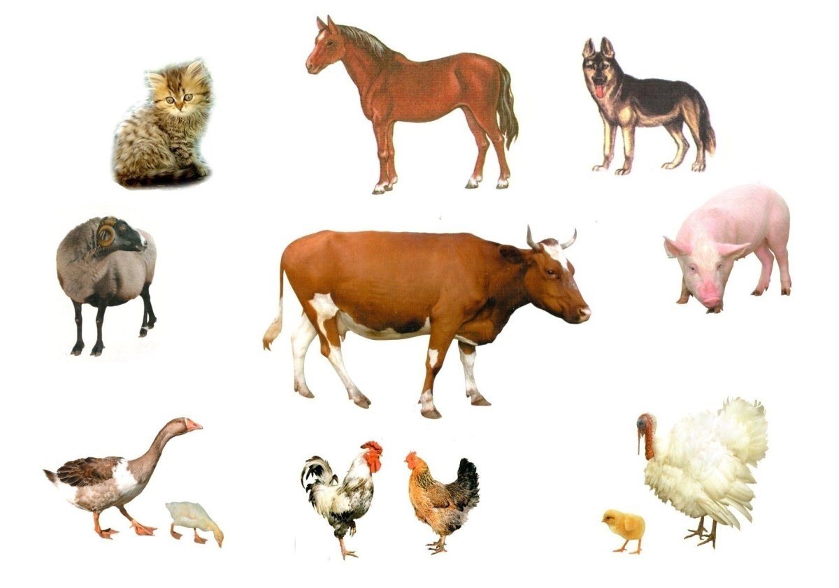 Домашние животные для детей