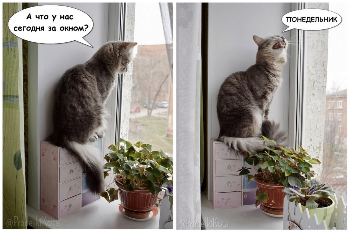 С добрым утром и хорошим днём новые для женщины