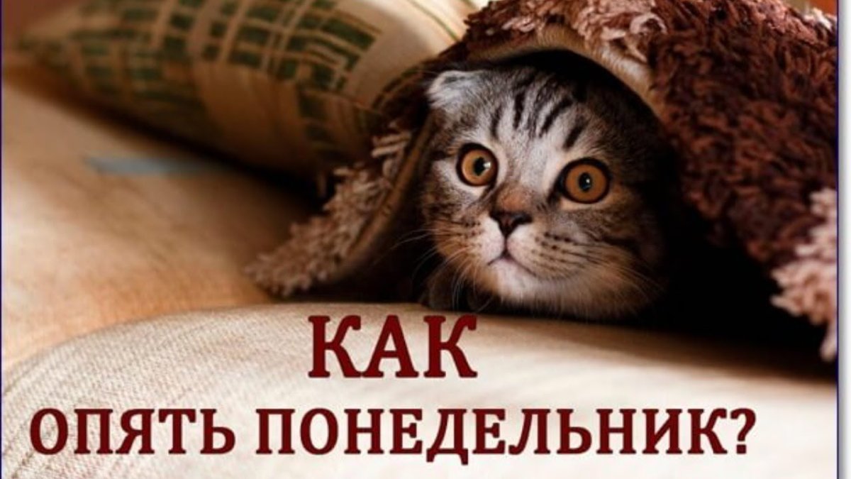 С понедельником прикольные