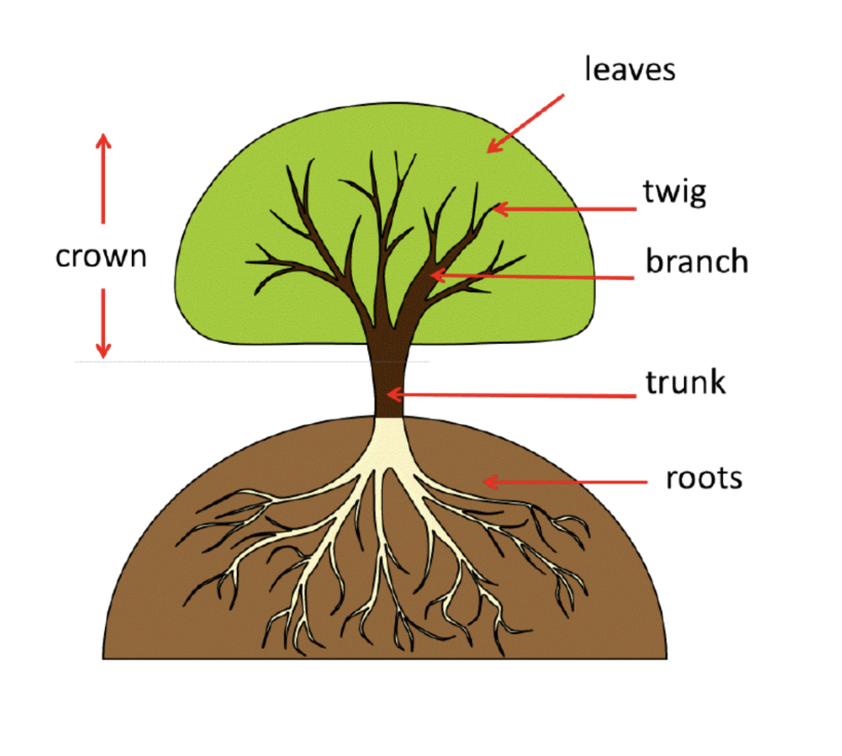 Строение дерева