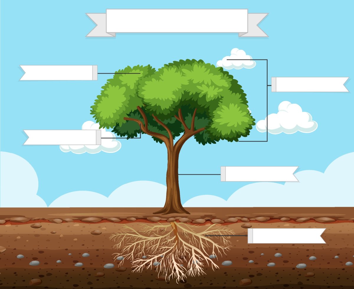 Части дерева для дошкольников