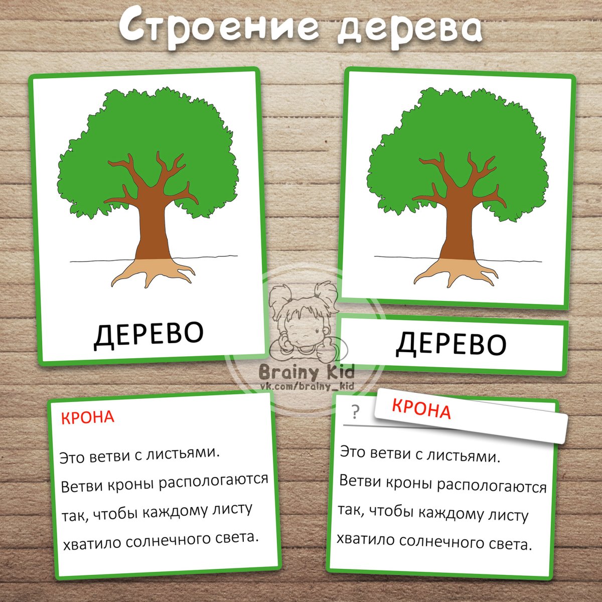 Корень дерева для детей