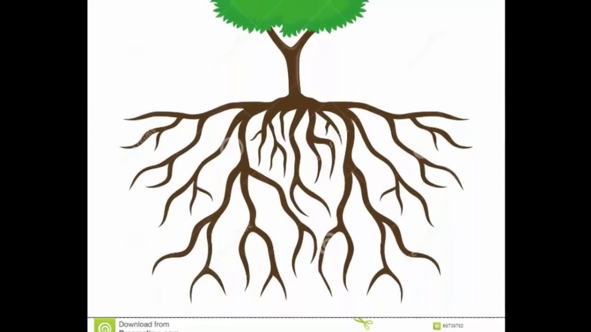 Дерево рисунок настоящее