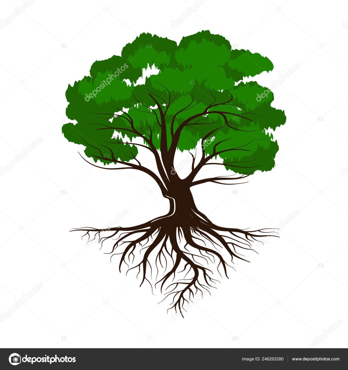 Корневая система деревьев