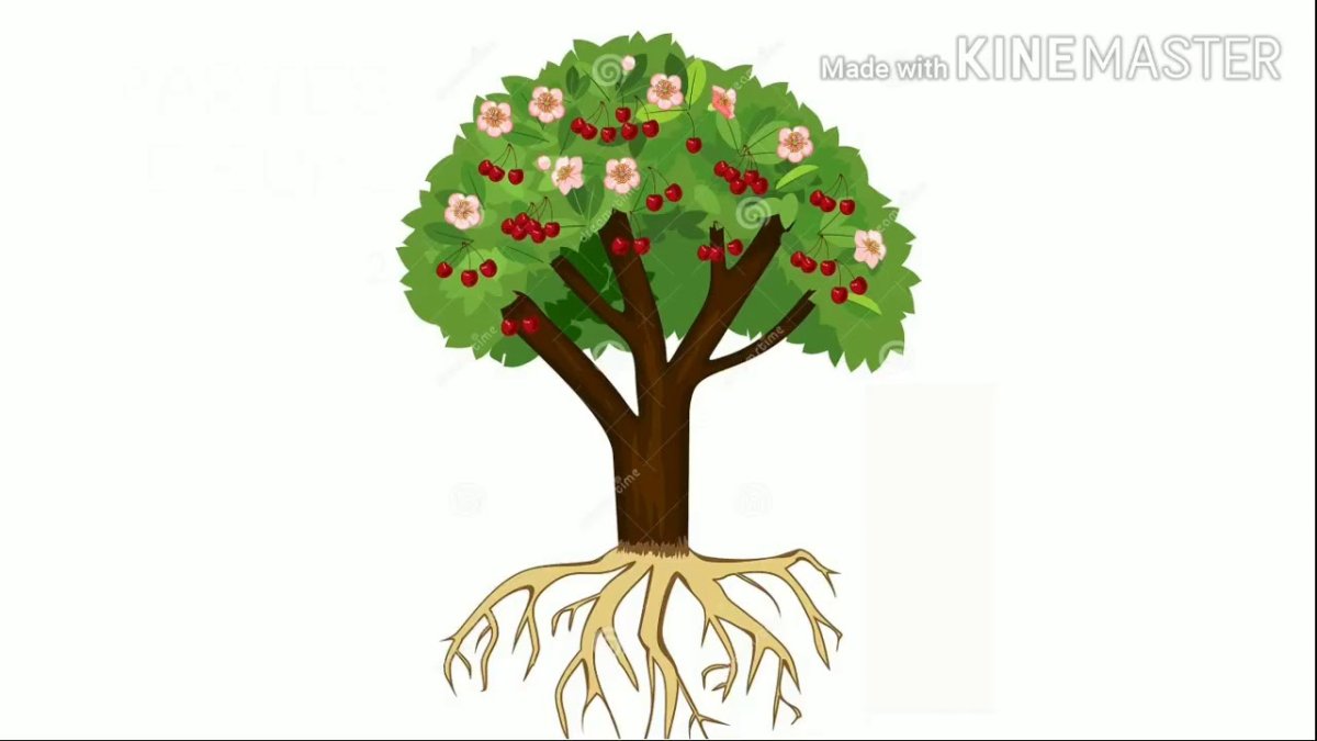 Строение дерева Монтессори