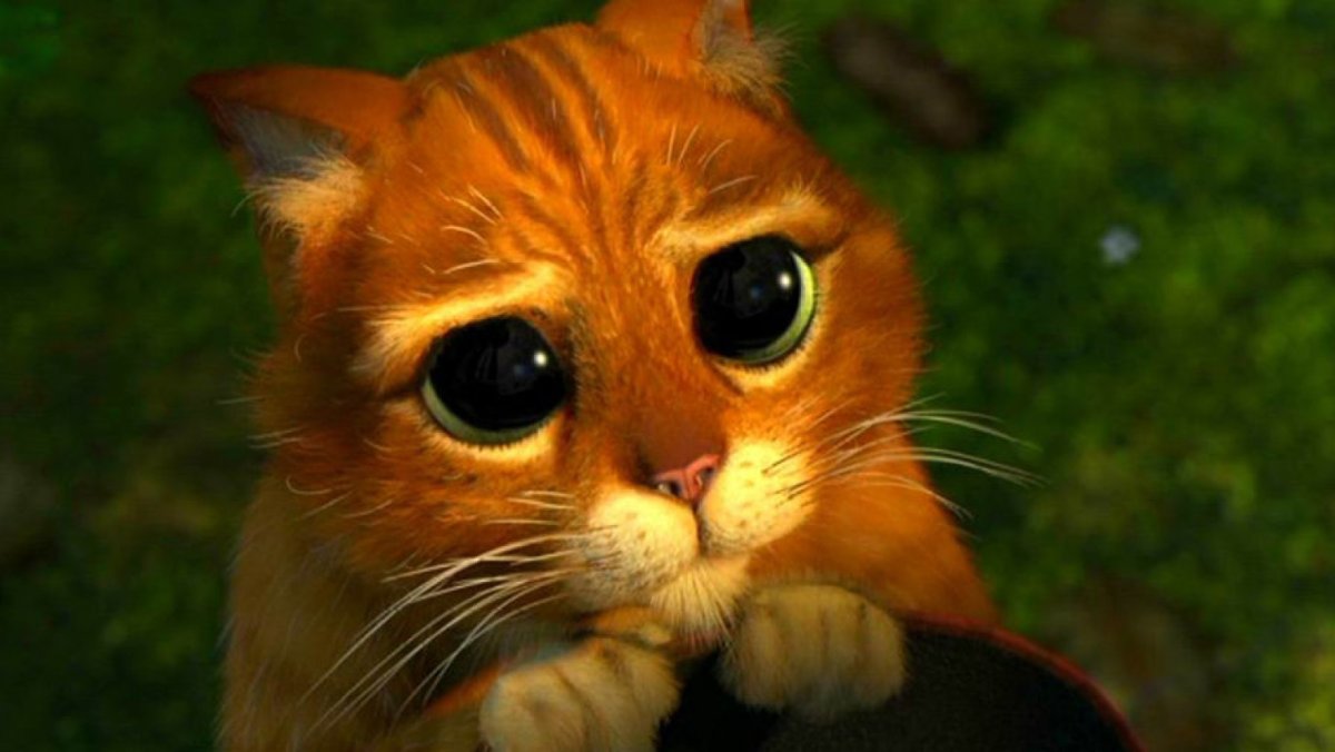 Писко Золотая Британская шиншилла