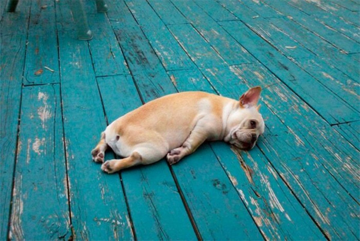 О как тяжёл собачий век и в дождь и в снег и в слякоть