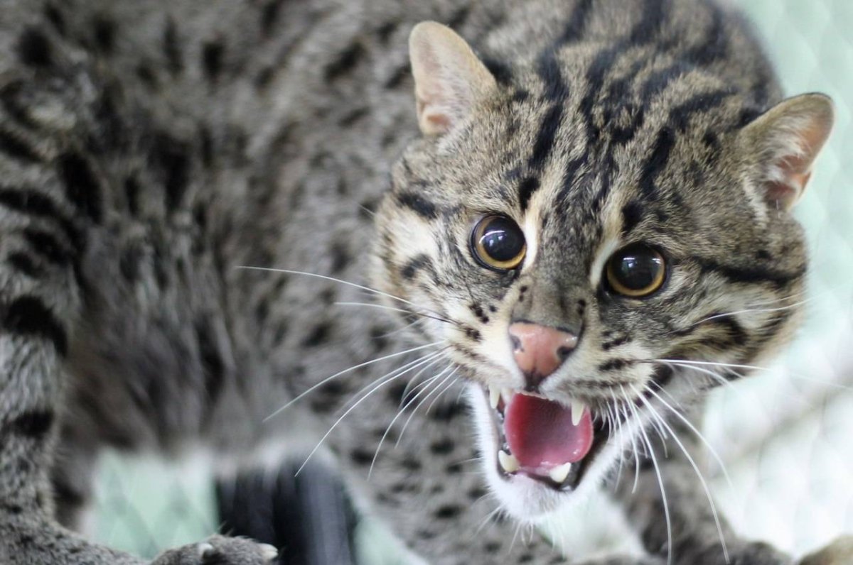 Кот рыболов виверровая кошка