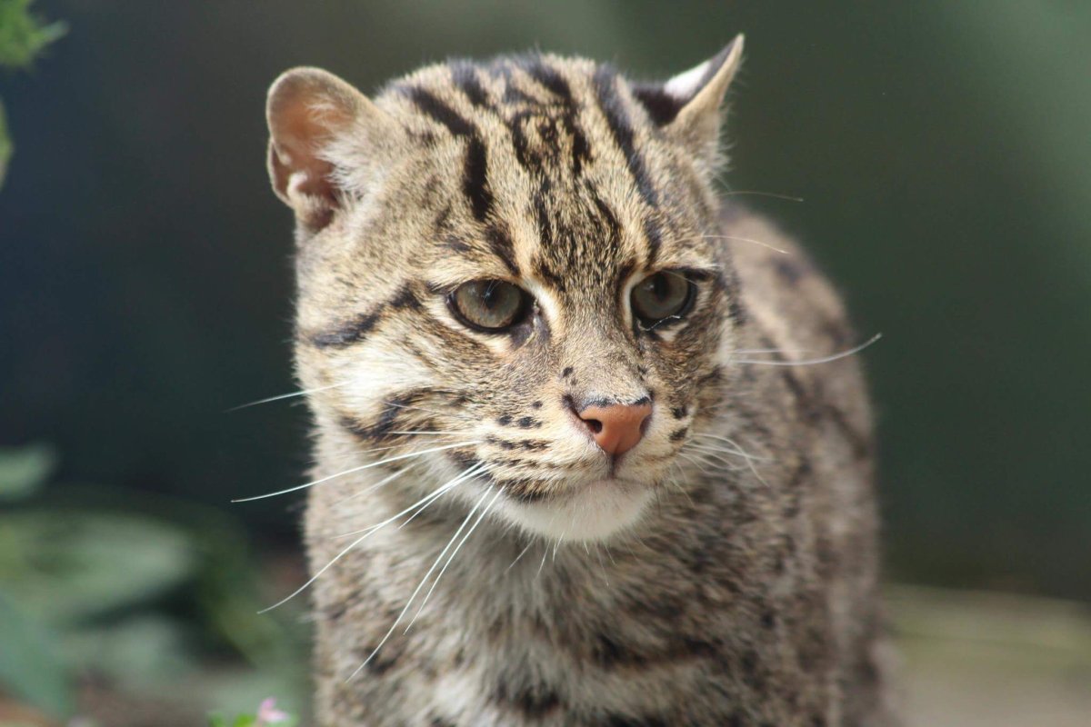 Кот породы виверровый