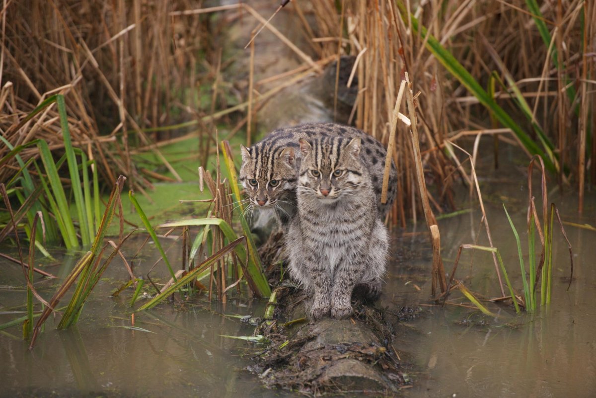 Виверровый кот