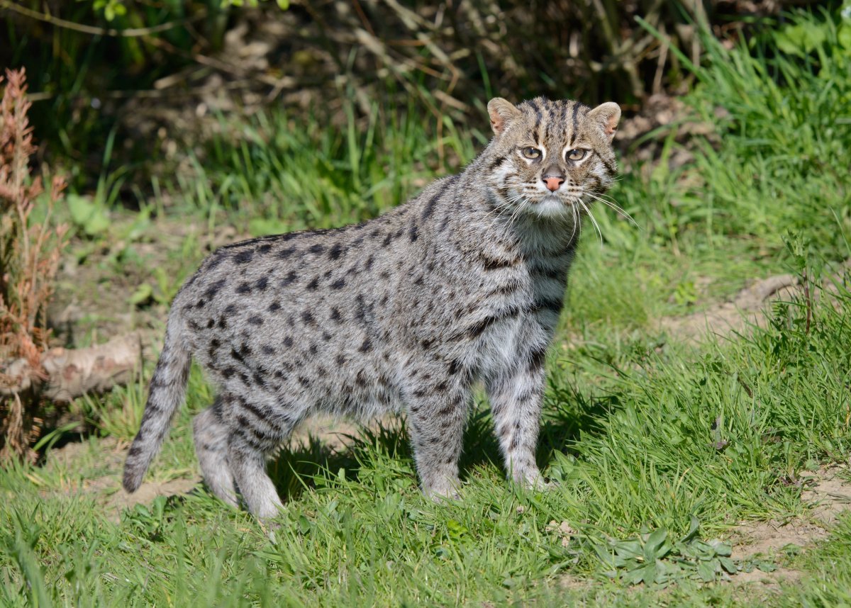 Кот породы виверровый камышовый
