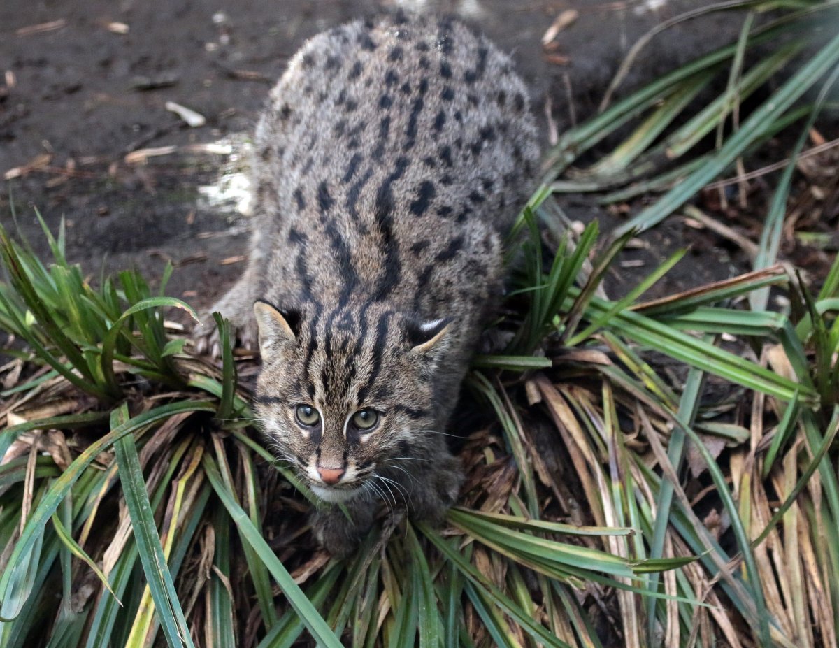 Кот-рыболов - Водный обитатель азиатских тропиков