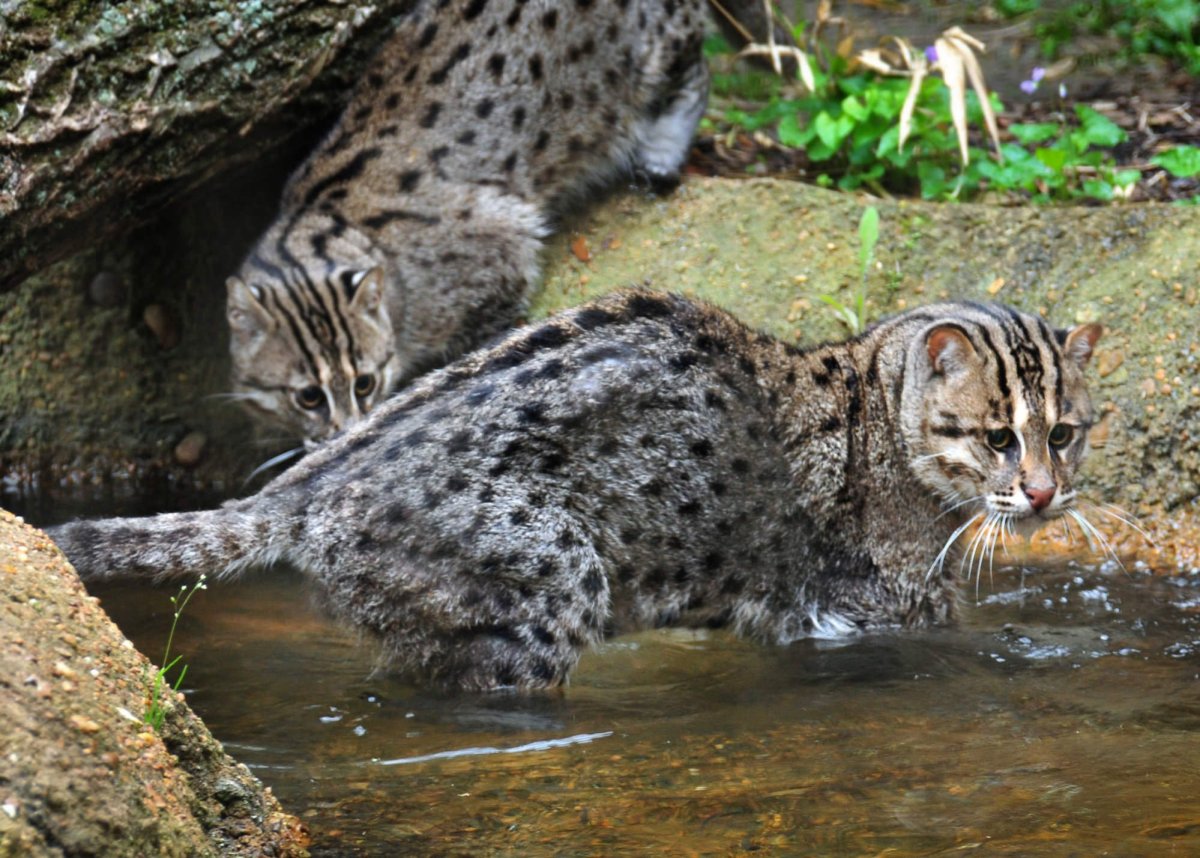 Остров диких котов