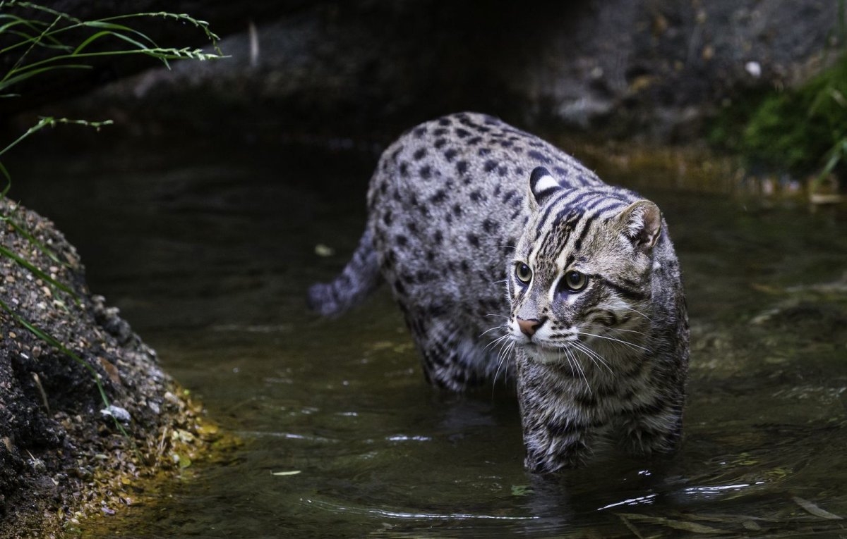 Крапчатый кот-рыболов