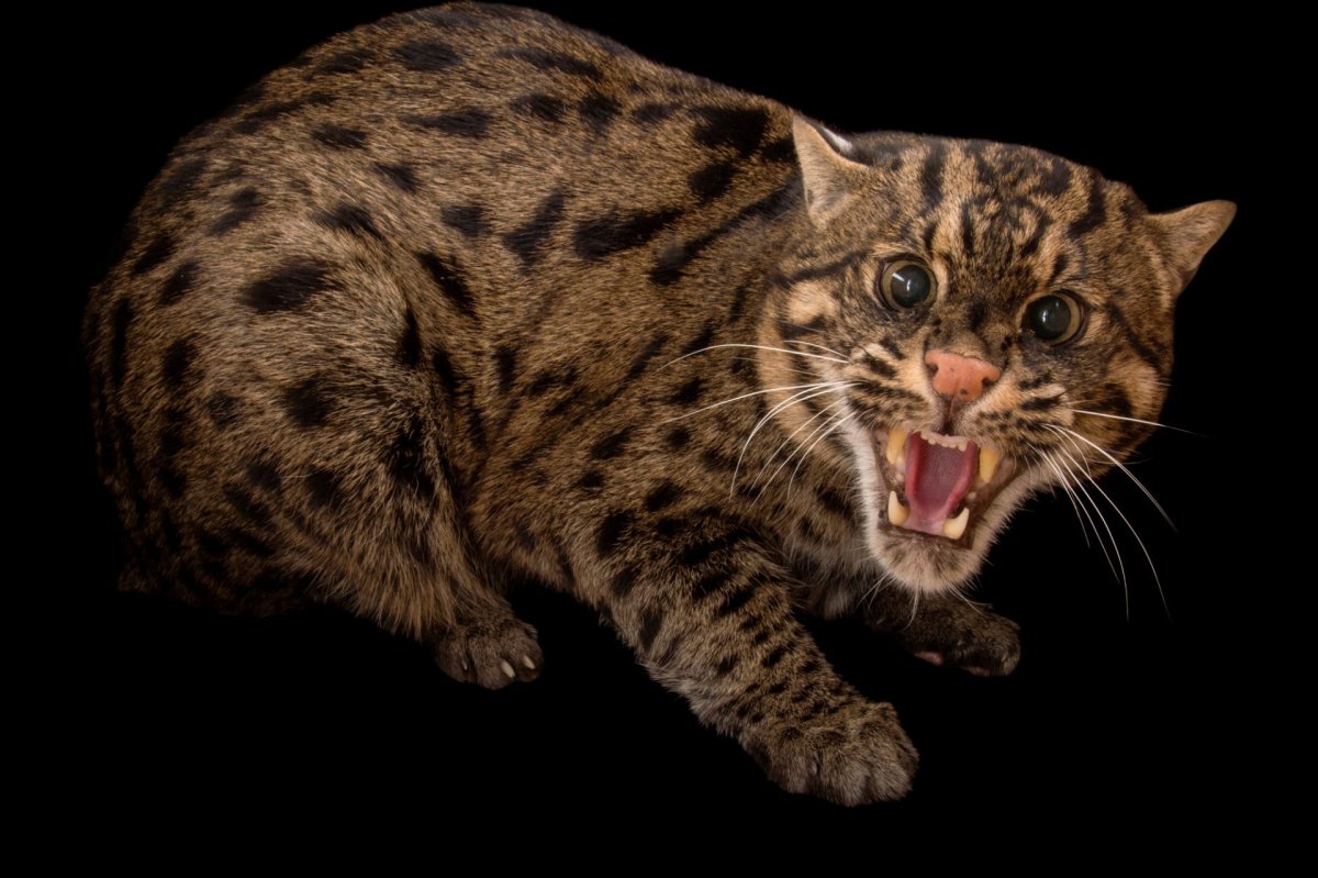 Кот рыболов фото