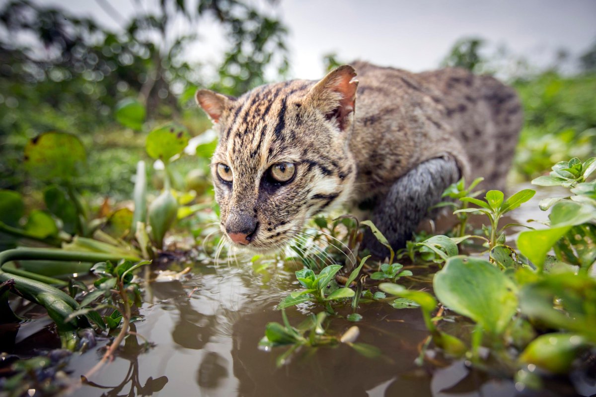 Дикий виверровый кот