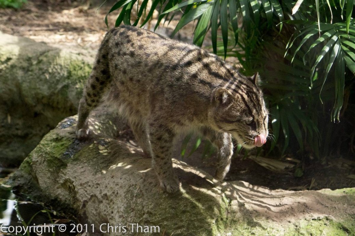 Кошка-рыболов кошачьи