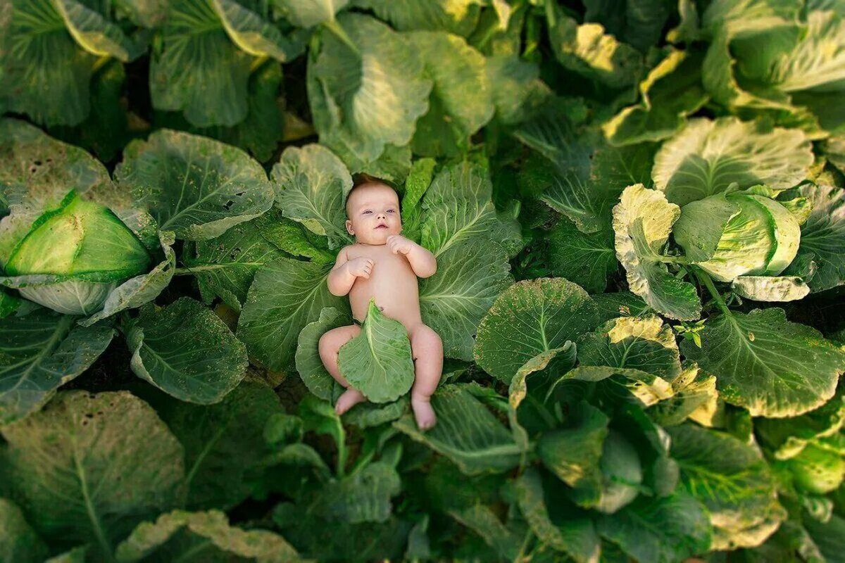 Тетя капуста