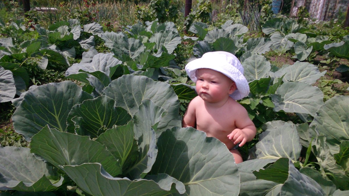 Маленькие детки в капусте