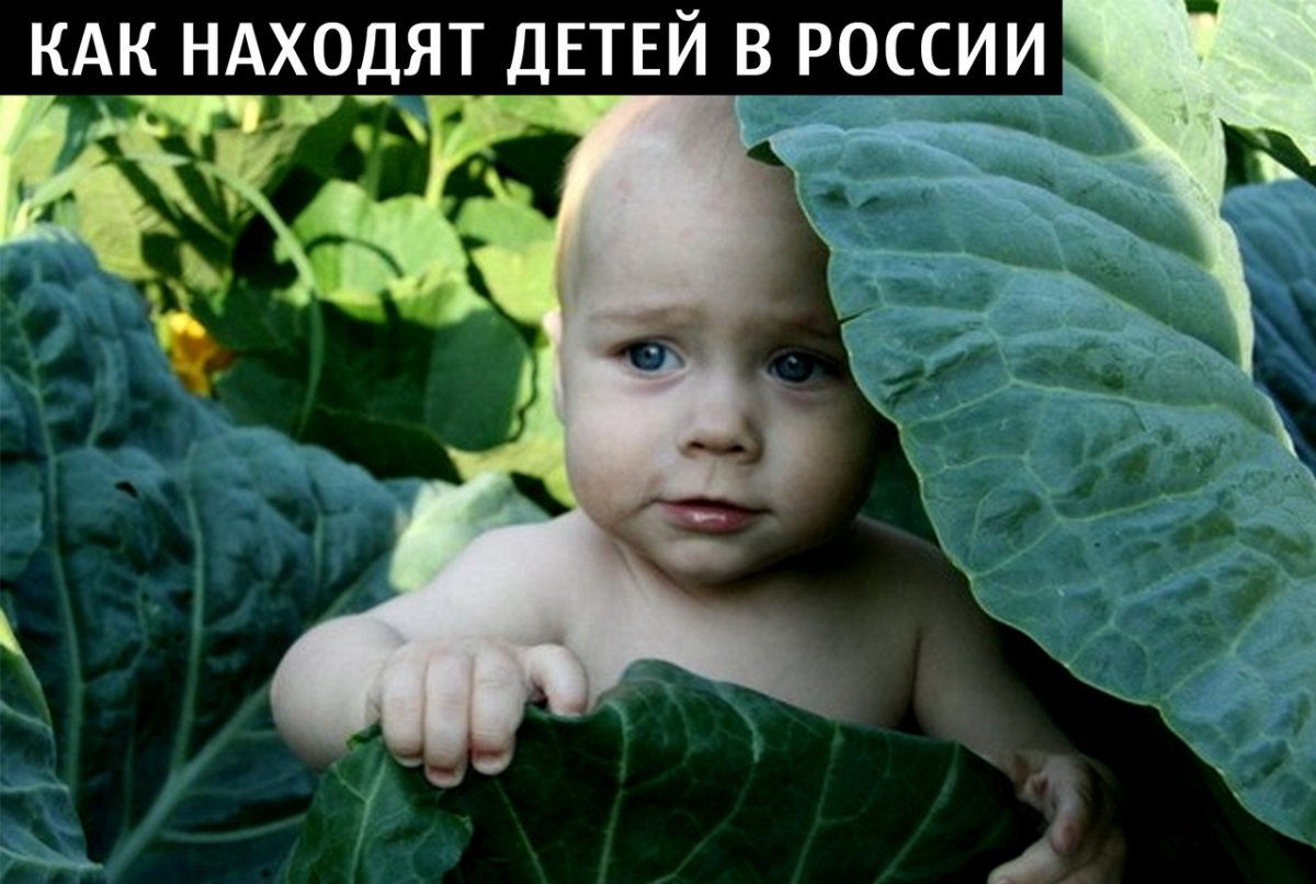 Детки в капусте