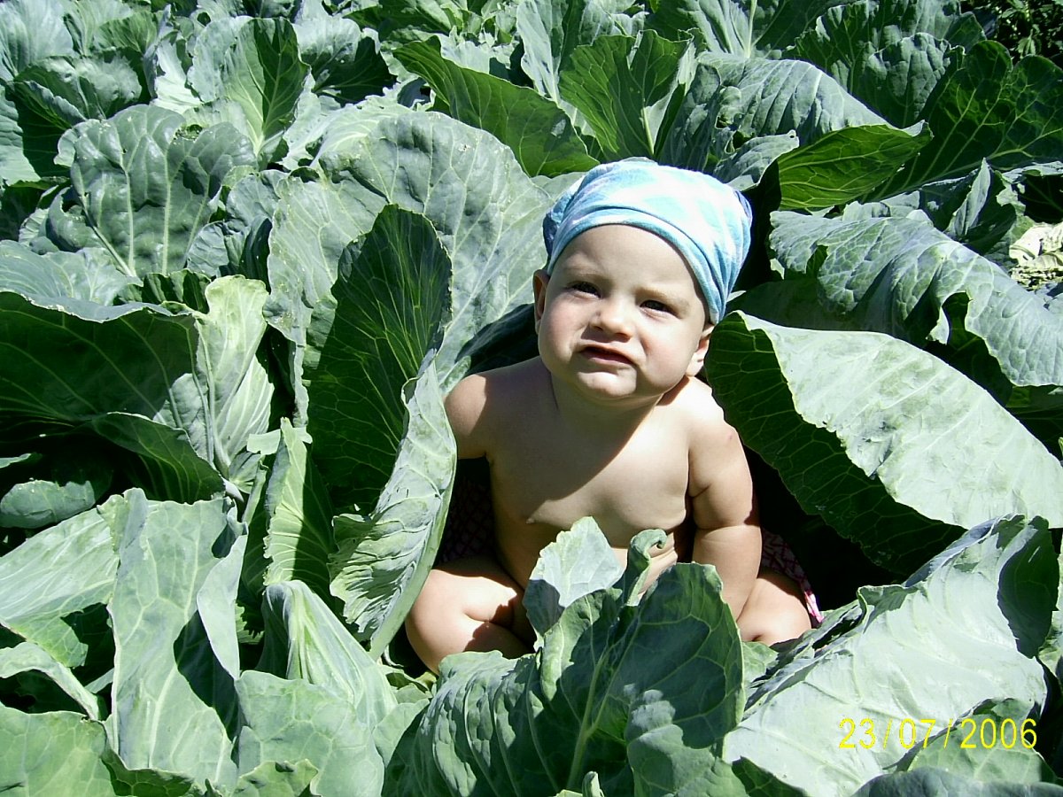 Тетя капуста