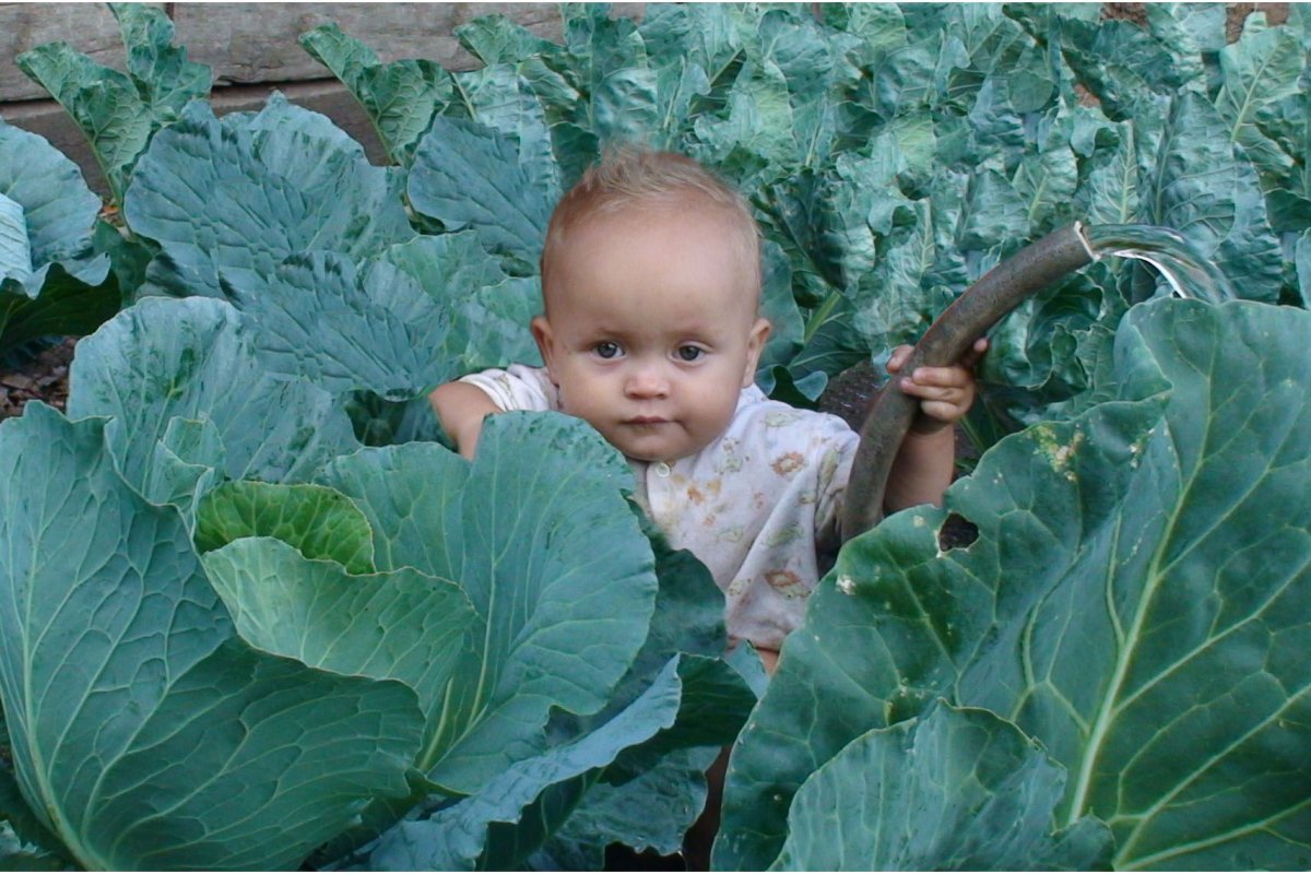 Фотосессия с капустой малыши
