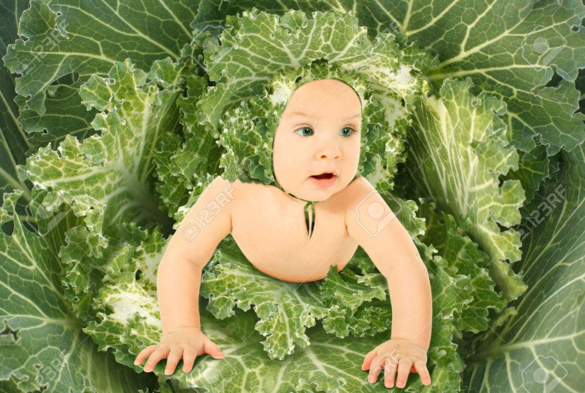 Младенец в капустном листе