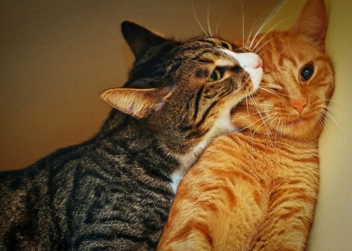 Кот кусает кошку