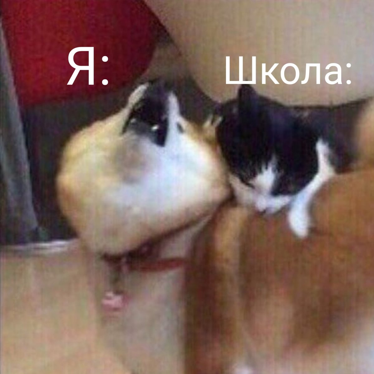 Нельзя Кусь