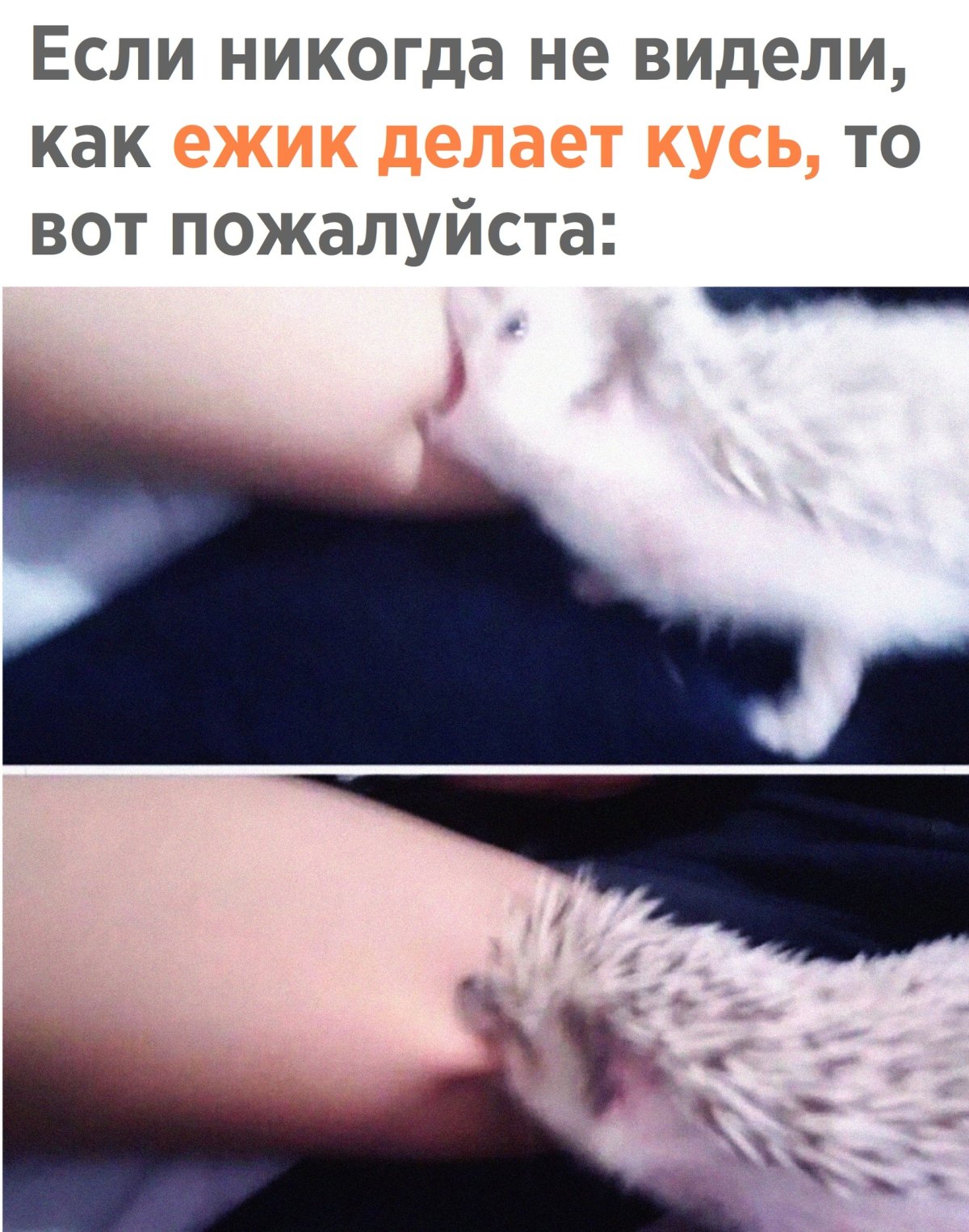 Кусь ежа