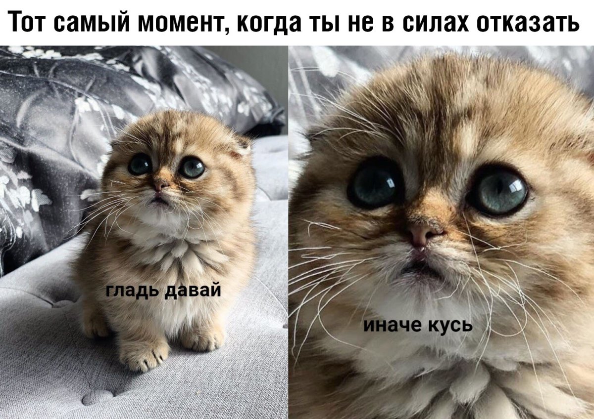Кусь Мем с котом