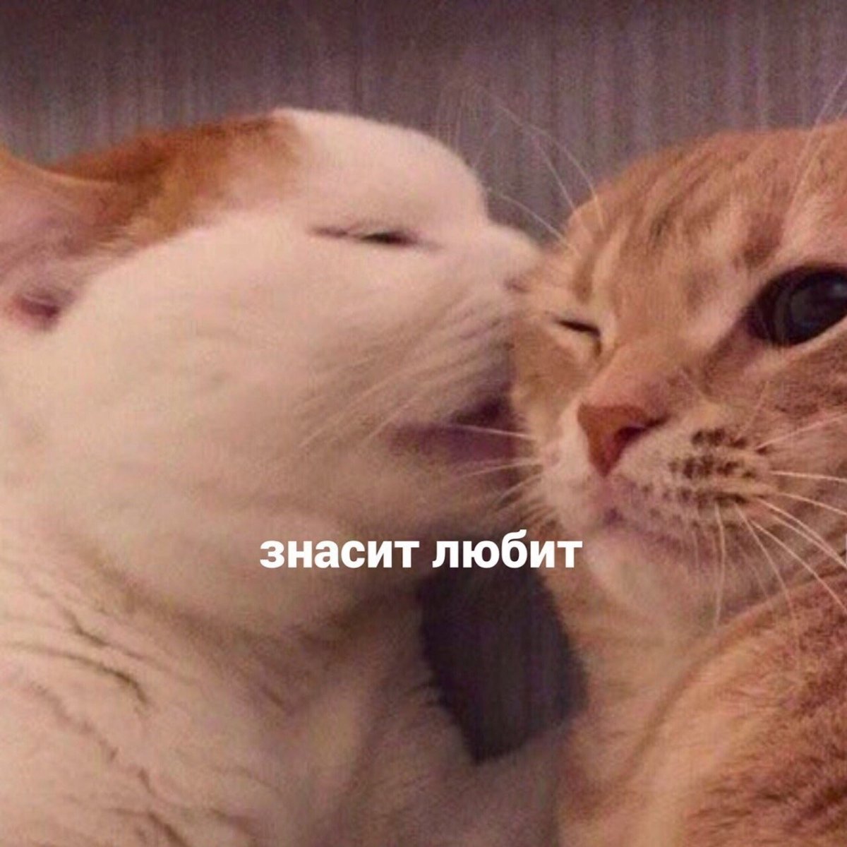 Кусь это проявление любви