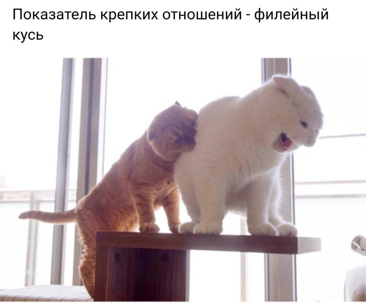 Кусь Мем с котом