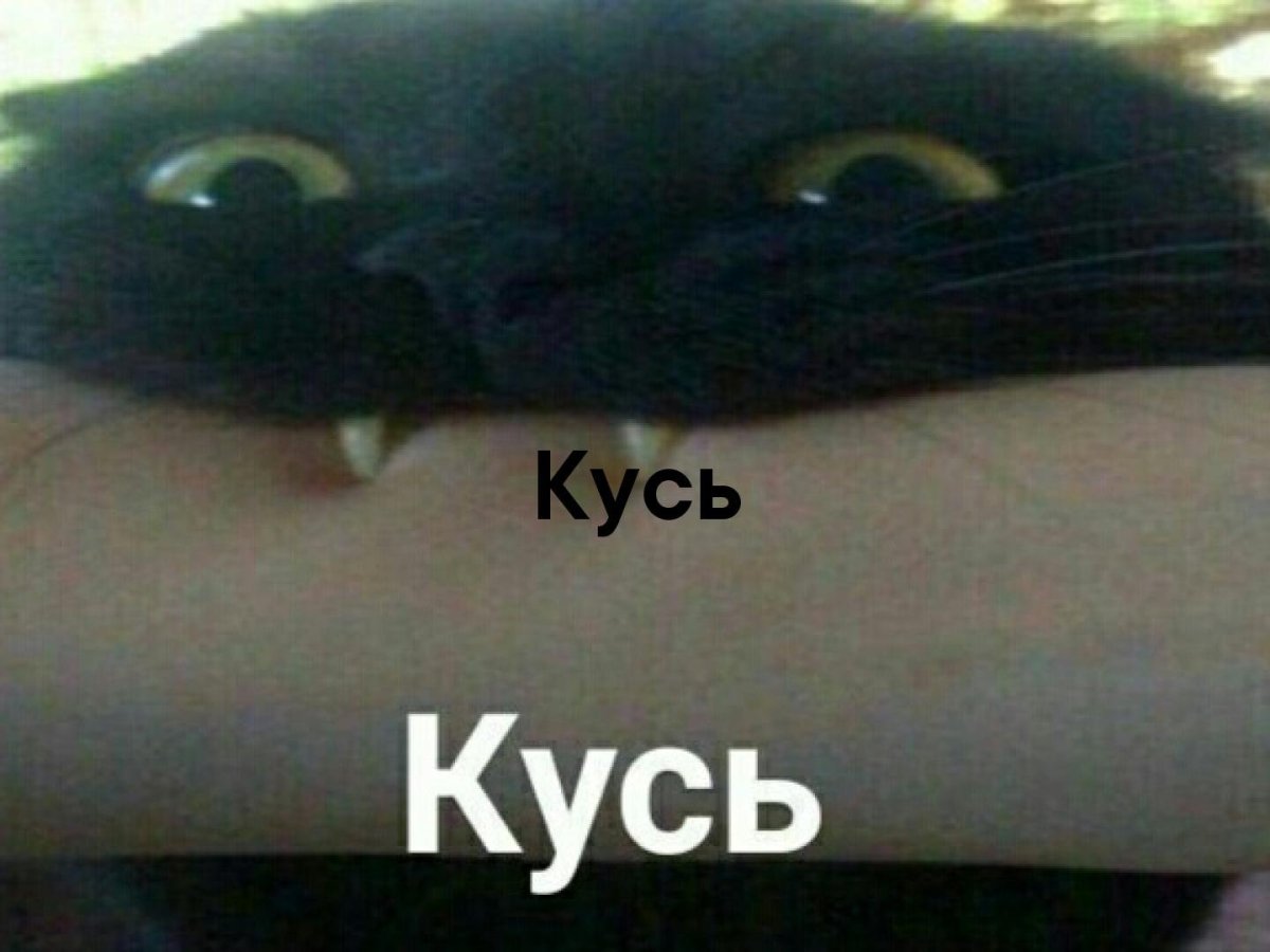 Кусь Кусь