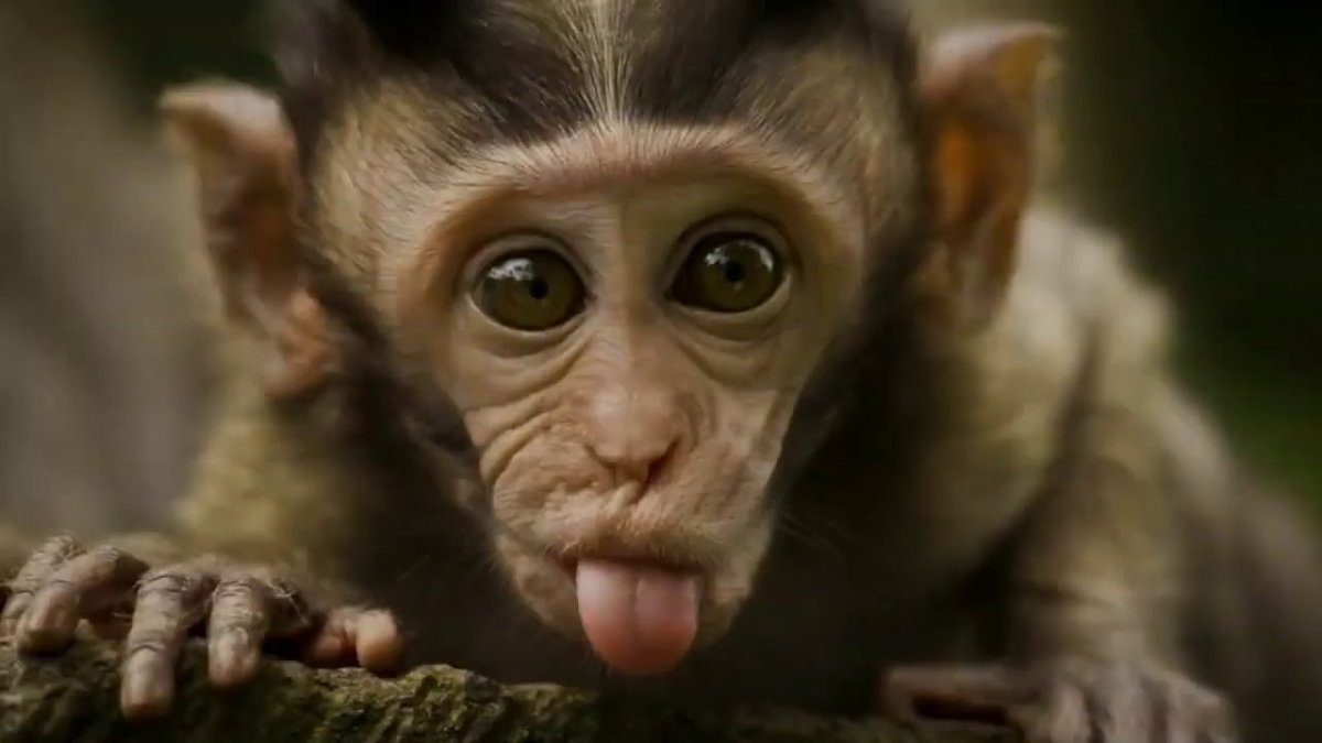 Кукла обезьяна