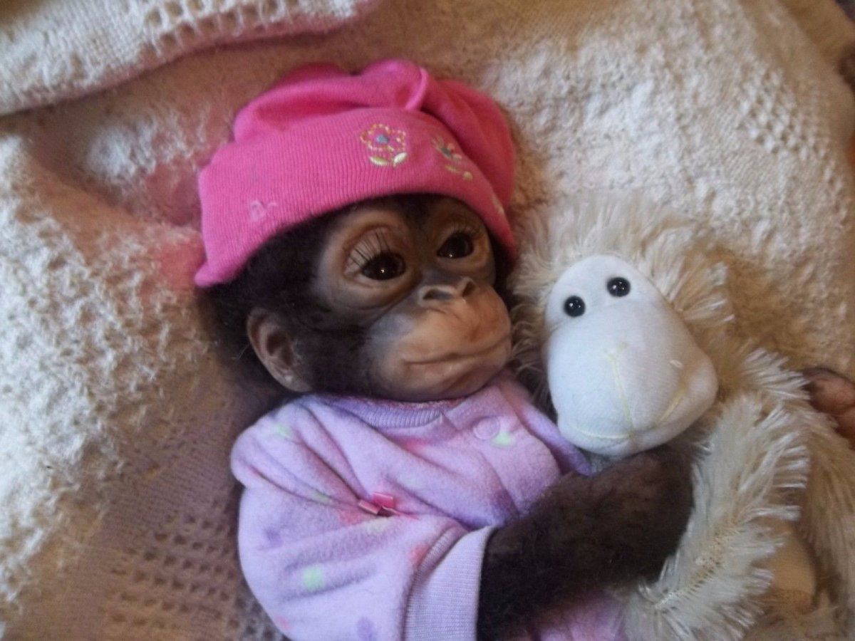 Две обезьяны на скамейке