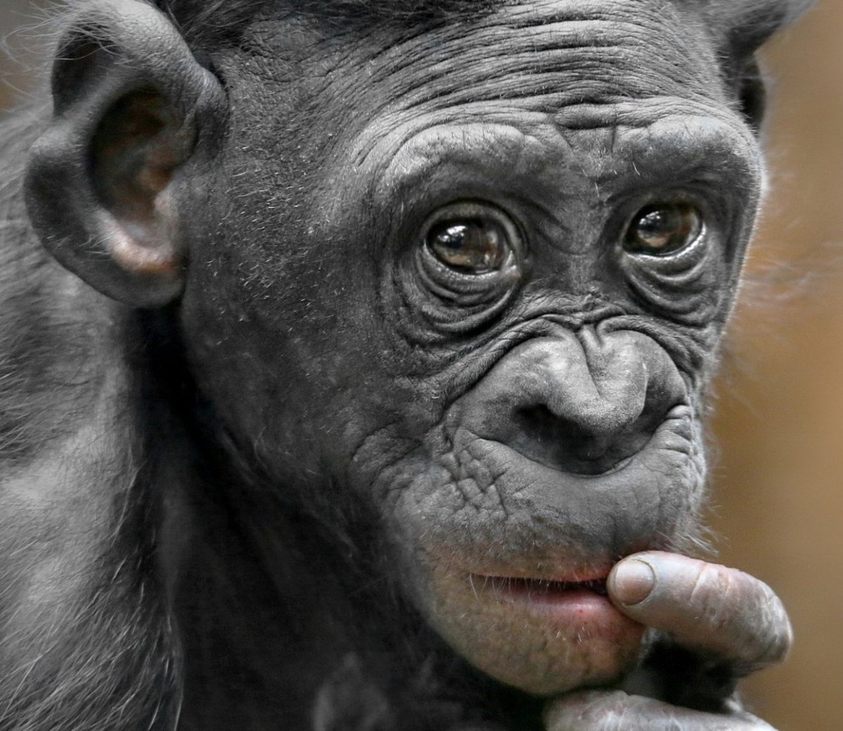 Две обезьяны