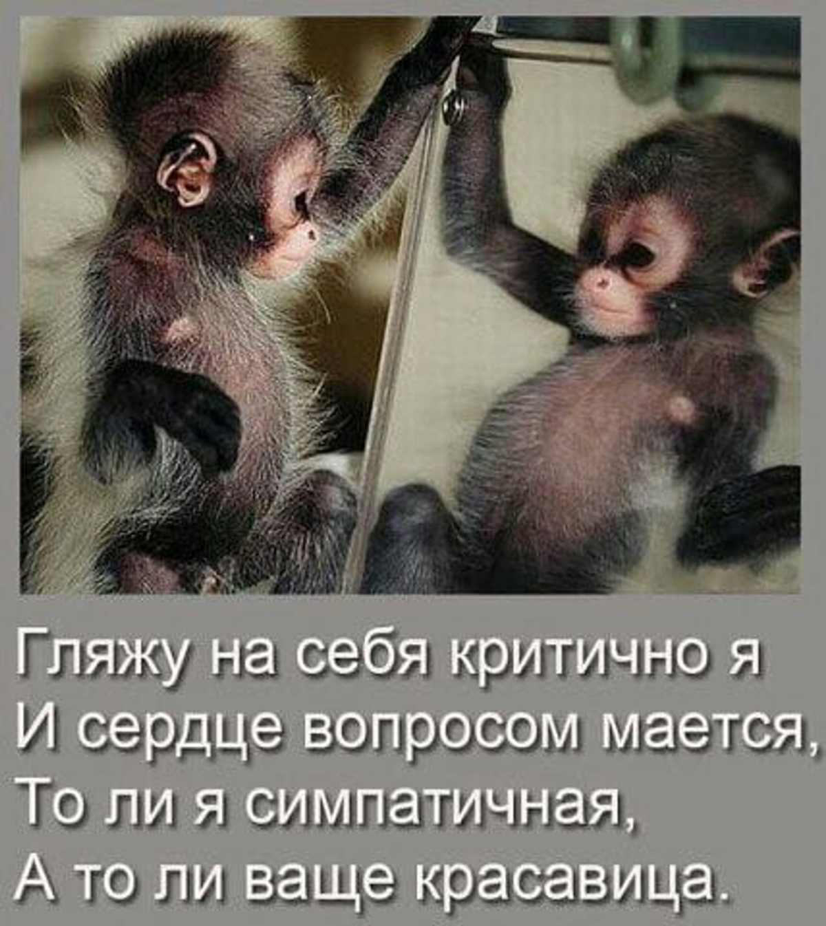 Обезьяна кривляется