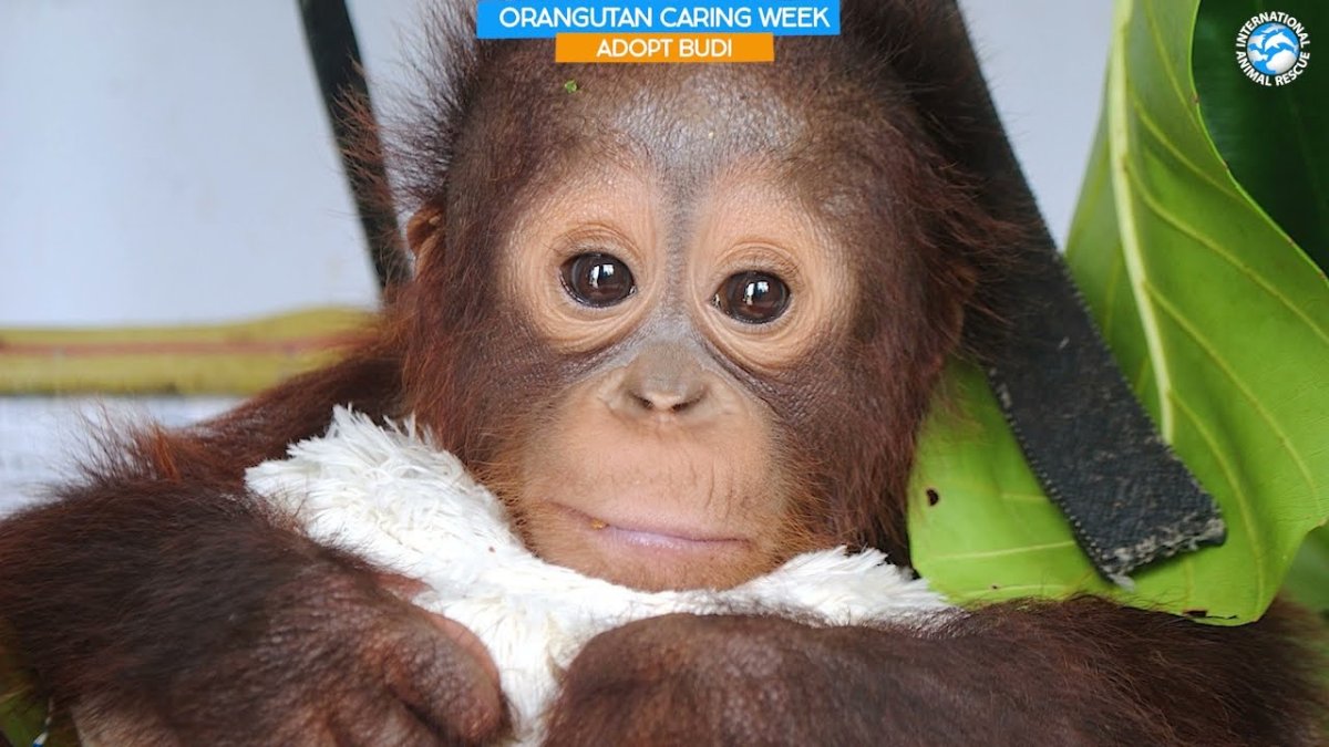 Орангутанг с букетом цветов