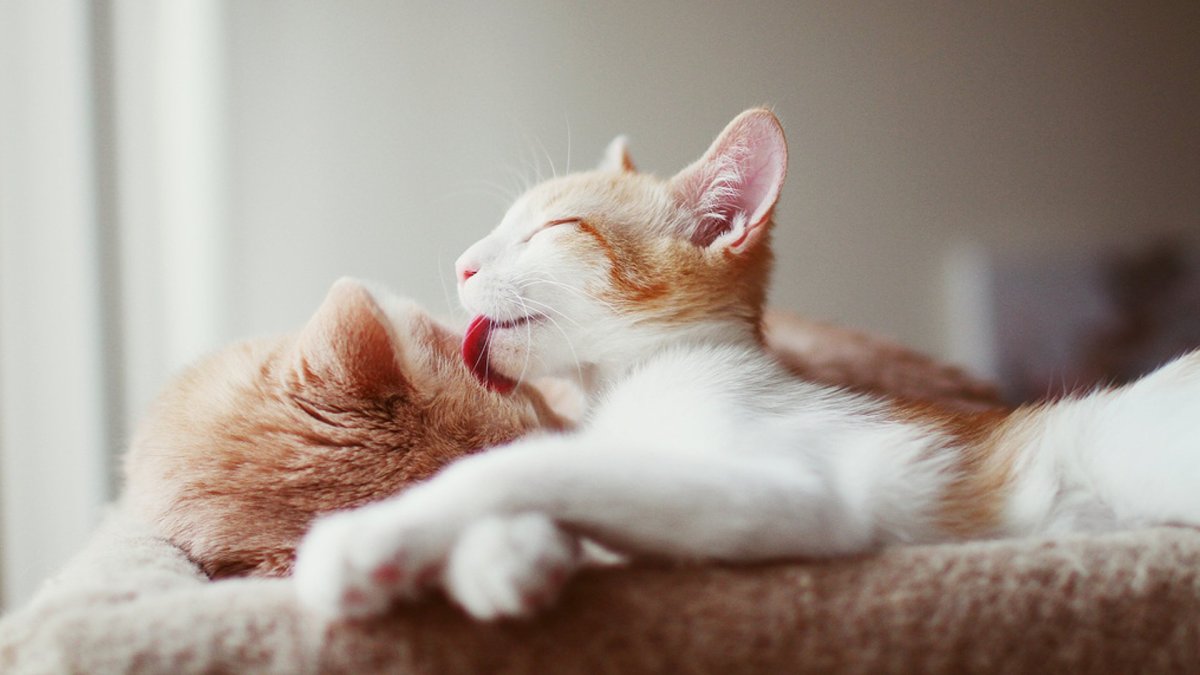 Ласковые коты